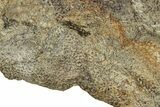 Fossil Hadrosaur (Edmontosaurus) Skin Cast - Montana #342162-3